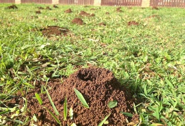 Soil pushed up by pests